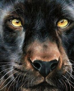 Лександр Шварц